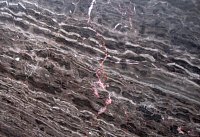 Мрамор Coffee Brown